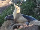PICTURES/La Jolla Cove - Seals & Sea Lions/t_IMG_8751.JPG